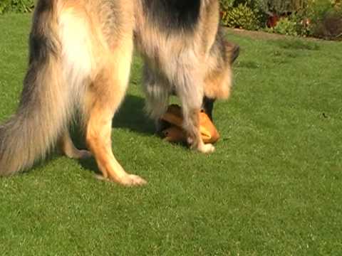 german shepherd hunting boar