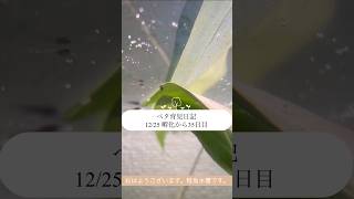 【ベタ育児日記 12/25 孵化から35日目】 #ベタ繁殖 #ベタ飼育 #稚魚ベタ