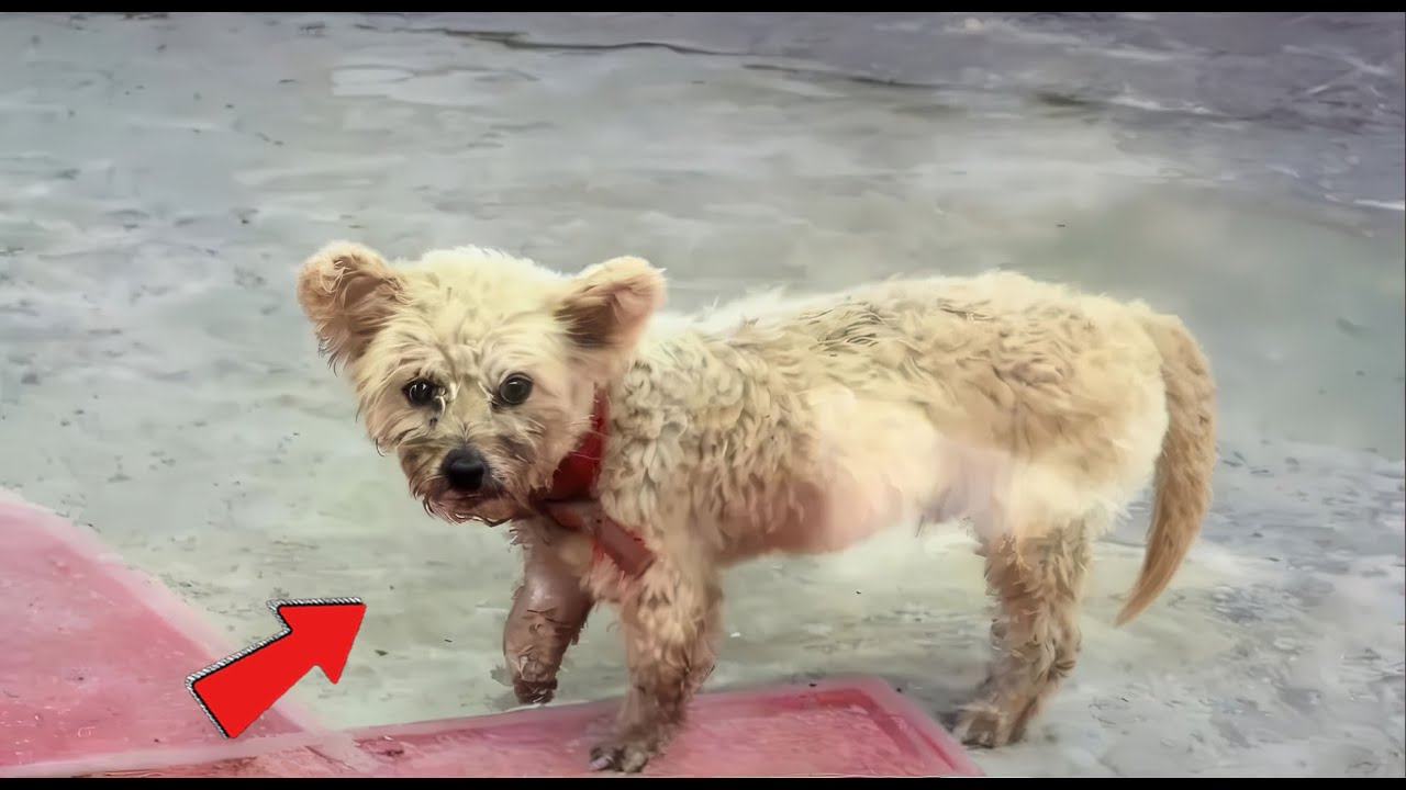 Emergency Surgery: Saving a Severely Injured, Abandoned Dog Hit by a ...