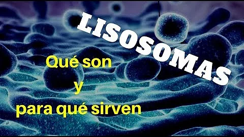 ¿Cómo se llama también el lisosoma?