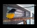 Nama Burung Lovebird Dan Gambarnya