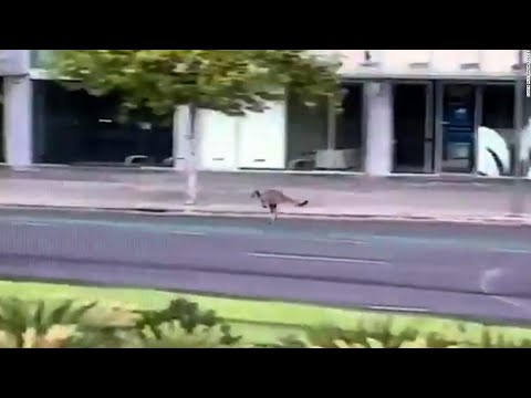 ქალაქ ადელაიდას ქუჩებში კენგურუები გამოჩნდნენ