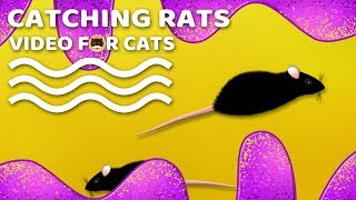 Cat Games - Catching Rats! Mouse Video For Cats | Cat Tv.