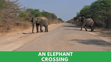 Understanding Ancient Elephant Migration Routes