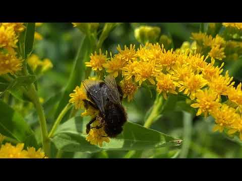 Video: Canadese Guldenroede Of Canadese Solidago