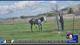 Horse Loose In Ogden