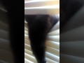 Crazy cat jumps in blinds