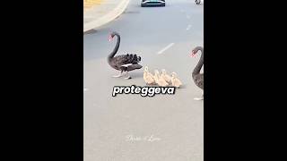 🦆❤️  Piccola Famiglia di Anatre in Sicurezza Stradale