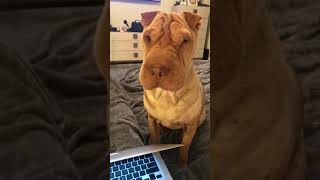 Shar Pei Politely Demands Owner's Attention