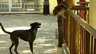 Monkey Torture The Dog
