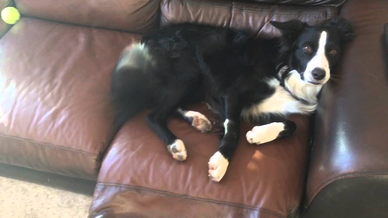 are collies lazy