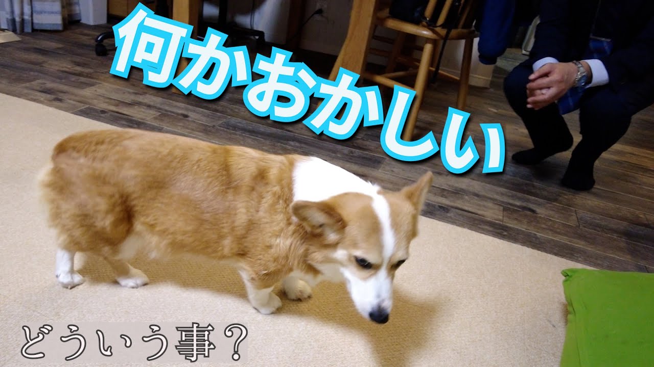 出張から帰った父への、愛犬の態度がおかしいんです