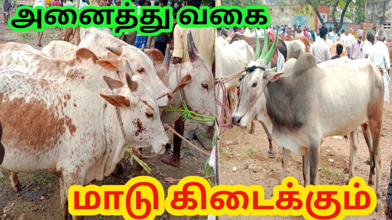 திருவண்ணாமலை தேப்பனந்தல் சந்தை பகுதி1|thiruvannamalai santhai