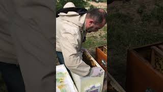 Karniyol Arısını Inceleyerek Strafordan Ahşap Kovana Altardık