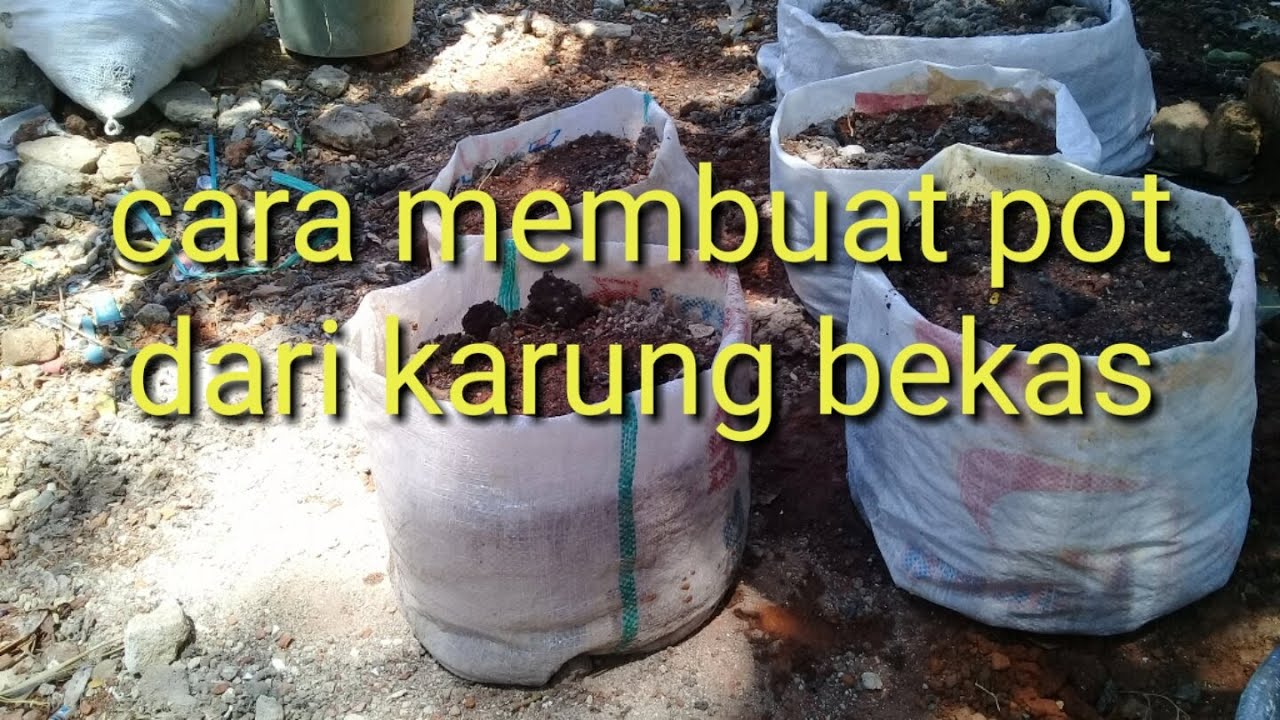 Menanam cabe di polybag - dengan karung bekas 