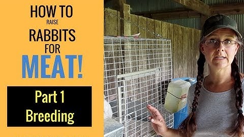 How to Raise Rabbits for Meat:  Part 1 Breeding