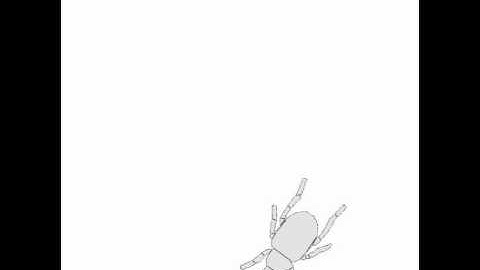 Create non-convex Beetle Polygon in Box2D using Approximate Convex Decomposition (ACD)