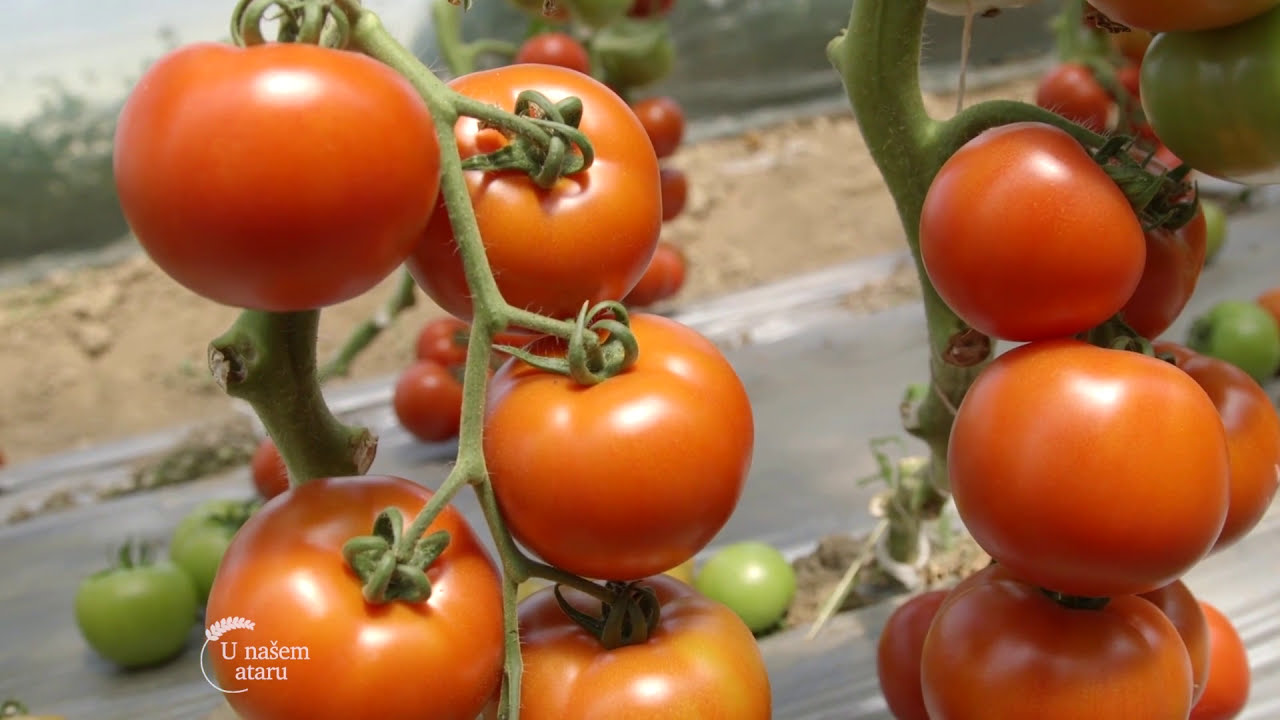 Srdjan Dimitrijevic, doktor za paradajz - U nasem ataru 702