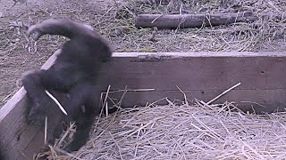 パパに良いところを見せようとしてずっこけた💗ゴリラのキンタロウ【京都市動物園】