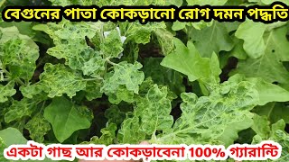 বেগুনের পাতা কোকড়ানো রোগ| বেগুনের পাতা ঝলসানো| বেগুন গাছের পাতা কোকড়ানো রোগ