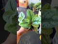 He got her a Mystery Plant Box as an anniversary gift!! #houseplants #plantlover