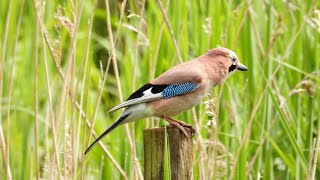 Bird watching in North Norfolk on May Bank Holiday Monday 2024