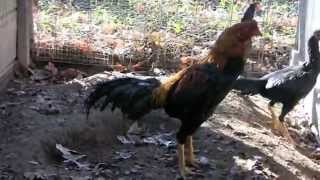 Hint Horozu Merkezi Varol Yilmaz 0543 699 53 90