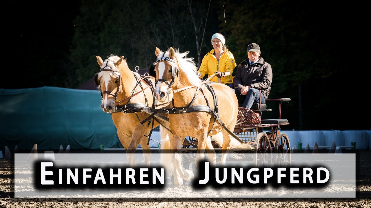 Kutsche fahren - Pferd einfahren & Erstes Mal Schleppen | 😃🐴😍 Folge 33