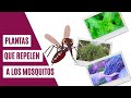 Plantas que repelen a los mosquitos de forma natural