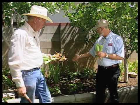 Video: Autumn Transplanting Thiab Cog Ntawm Irises