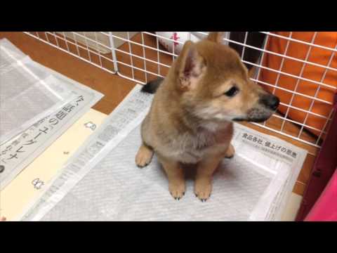 豆柴と柴犬のハーフ ナナちゃん #1 shiba dog puppy