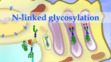 Short animation of N-linked glycosylation of alpha-1 antitrypsin