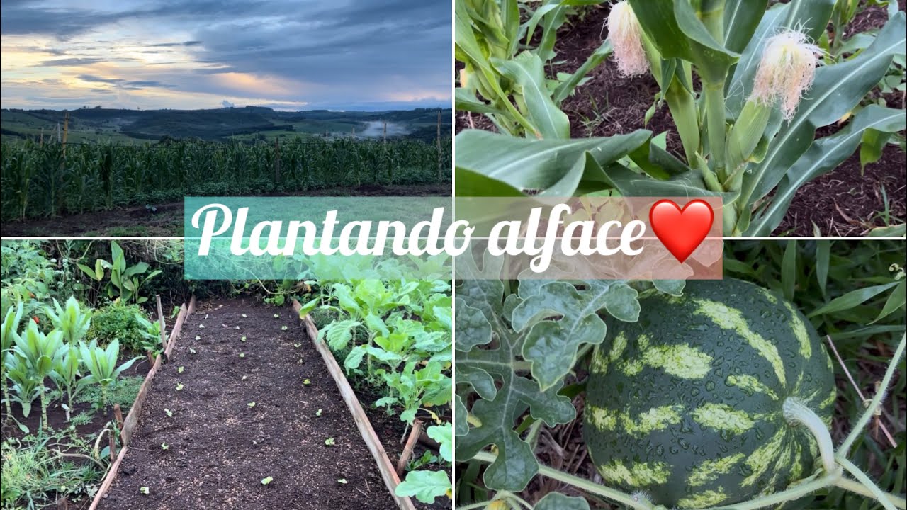 #Gratidão a Deus quem planta colhe🙏🏼❤️