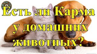 Есть ли Карма у домашних животных? Есть ли Карма у домашних животных?