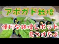 アボカド成長早すぎ！鉢増しのために購入した不織布ポットが便利そう♪