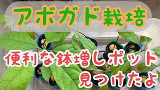 アボカド成長早すぎ！鉢増しのために購入した不織布ポットが便利そう♪