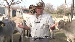 BRAHMAN RANCHO KALLION FARM NORMANGEE TEXAS GANADO DE POTRERO DE ALTA GENÉTICA