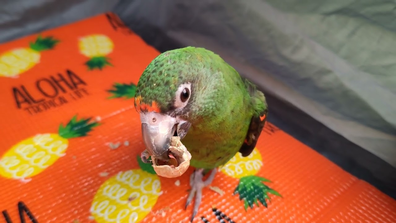 落花生を愉しむ🦜　ズアカハネナガインコ　太郎ちゃん🦜