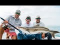 Unfathomed  cobia fishing in virginia beach