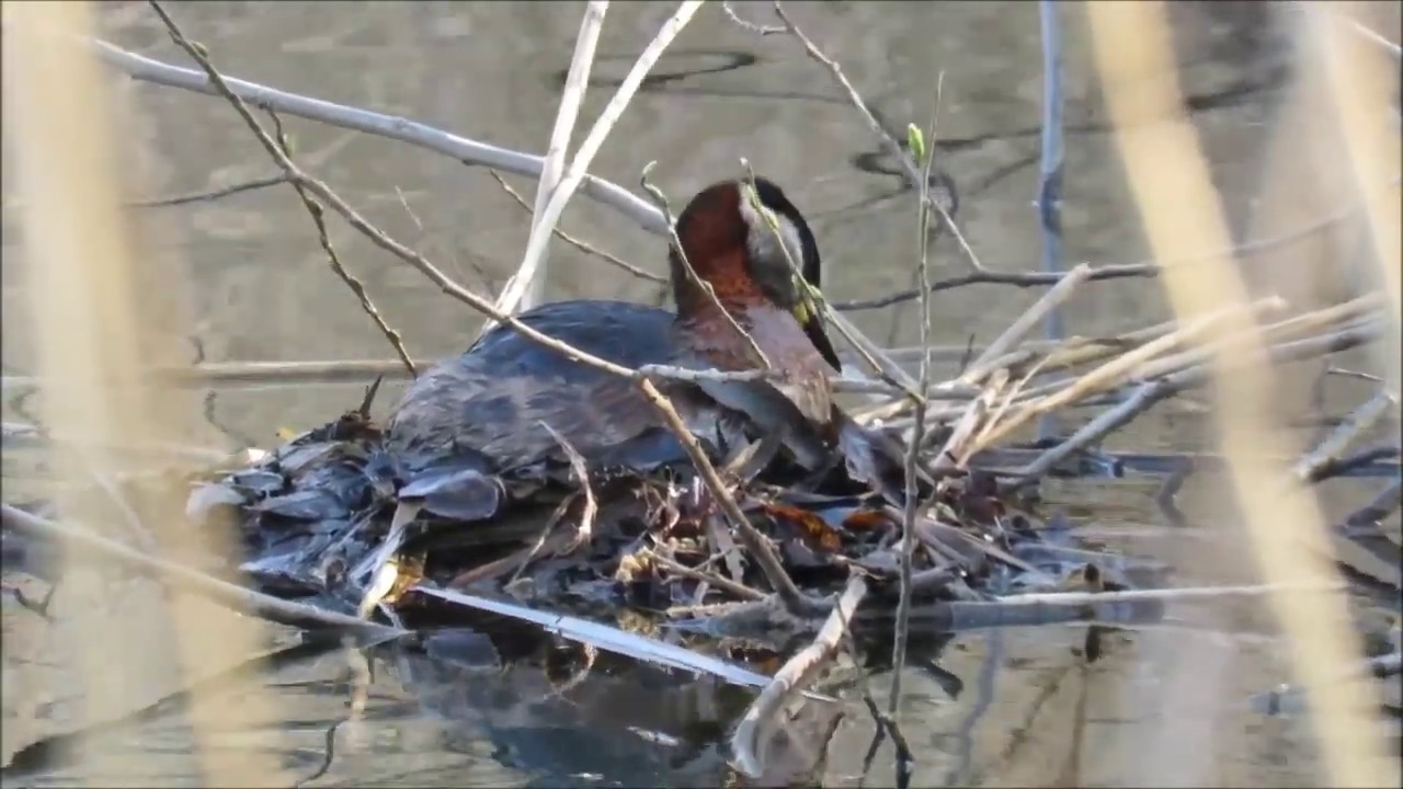 Red-necked Grebes nest building/Rothalstaucher am Nestbau April8/2020