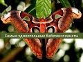 Самые удивительные бабочки планеты