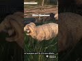 Bro really thought this ram was about to spill all the secrets til it started screaming back at him💀