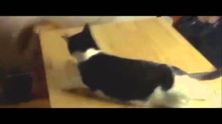КОТ СБИЛ КОШКУ!!! ШОК!!! КОТ СБИЛ КОШКУ!!! ШОК!!!