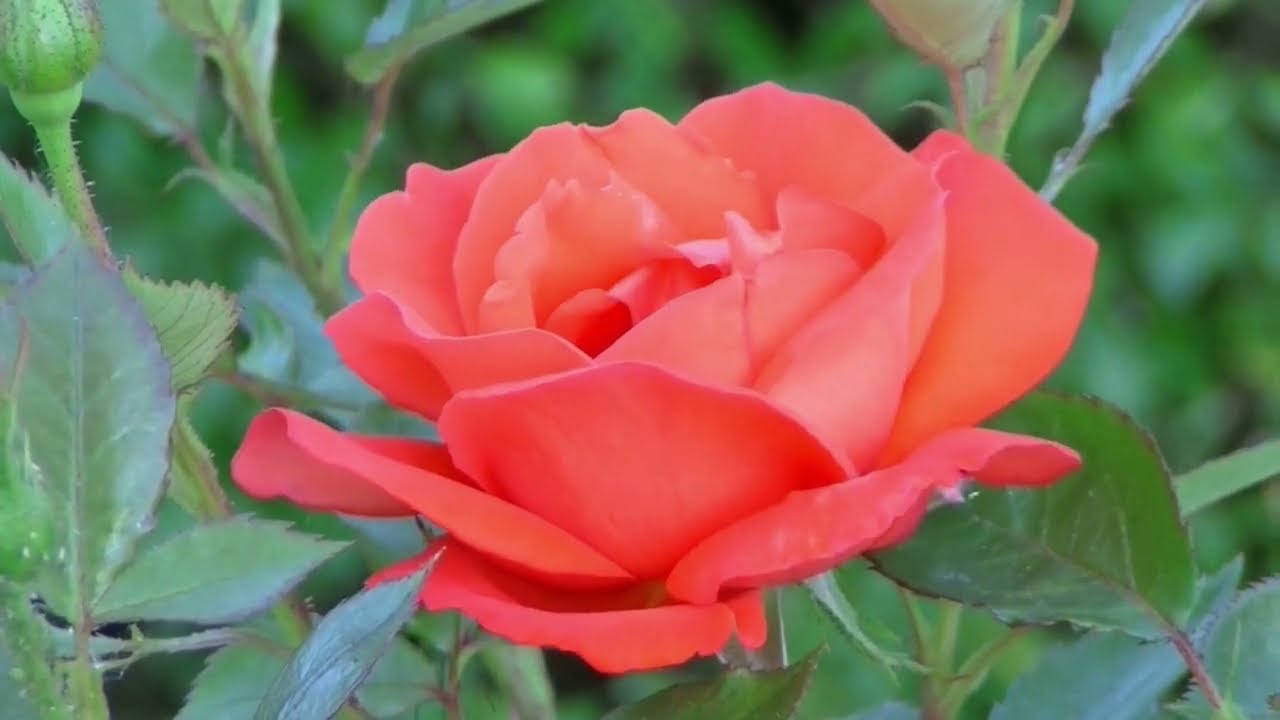 TOP TEN FIORI PIÙ BELLI AL MONDO