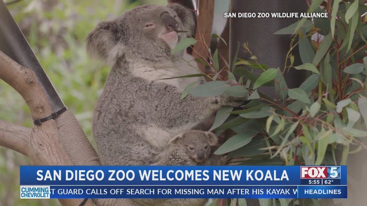 「Koala」A子 お願いします San Diego Zoo welcomes new koala - YouTube