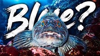 Why are LingCod BLUE? 