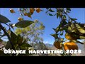 Orange harvest 2023