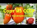 Старый Советский Сорт помидоров. Проверяю его и еще 2 хороших сорта.