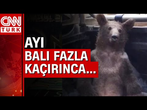 Düzce’de bal kovanlarına dadanan ayı fazla bal yiyince kendinden geçti