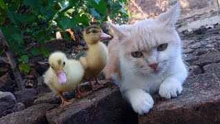 I'm amazed😧, the amazing life story of a cat and a duck.The funniest animal videos in the world